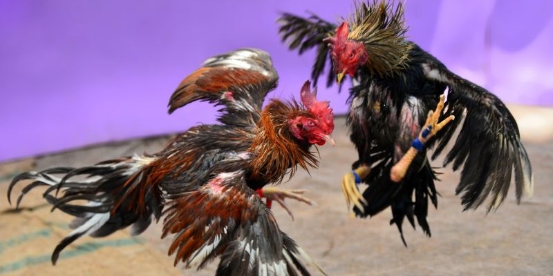 no hu KM Game Bài 3d