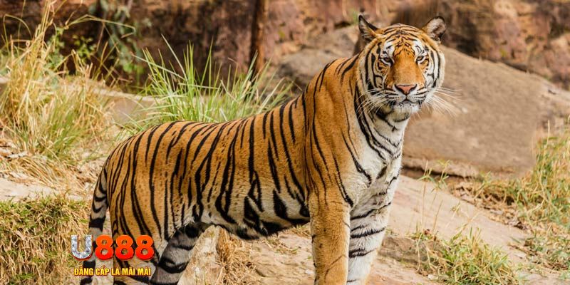 no hu xổ số bình thuận