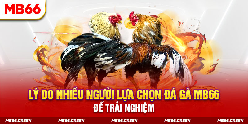 no hu KA Điện Tử