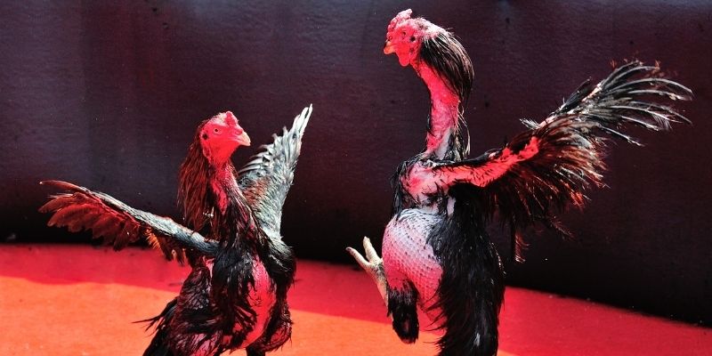 no hu thị trường baccarat là gì