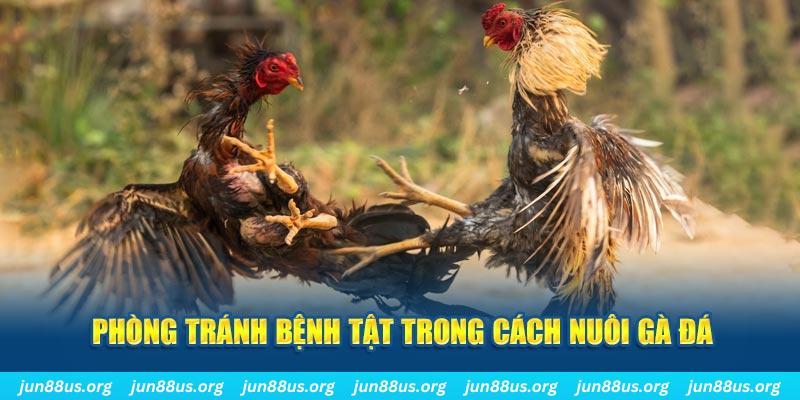 no hu đăng nhập phỏm online