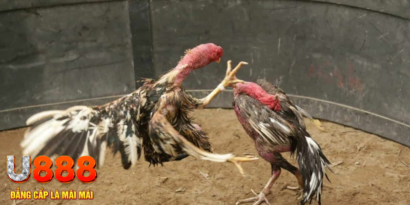 no hu đăng nhập tiến lên miền nam số 1